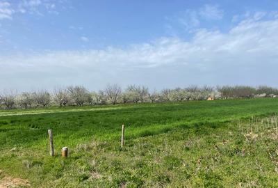 Adunatii Copaceni Teren 4000m Intravilan Arabil - 3