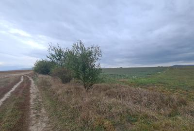Oază de Natură și Potențial: Teren de 48.100 mp lângă Delta din Carpați - 8