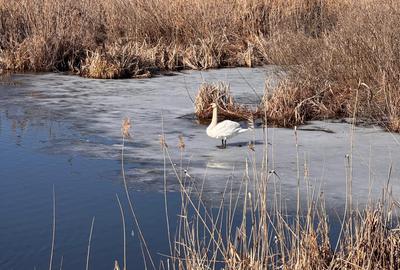 Periș, sat Brătulești, teren intravilan cu deschidere la lac - 1