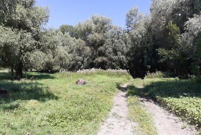 OCAZIE; teren MAHMUDIA 12euro/m.p. Suprafata 5000 m.p. Deschidere la Dunare 48m - 6