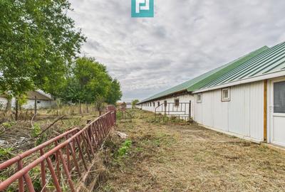 Hală pentru producție / fermă zootehnică  - Variaș - 17