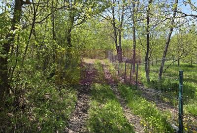 Teren cu Casuta de lemn in Sotrile (langă Valea Doftanei) - 13