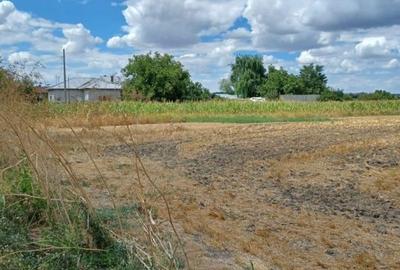 Vând teren intravilan – Crivăț, Călărași - 11
