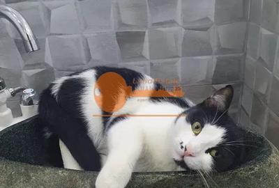 Apartament 4 camere Berceni - 8