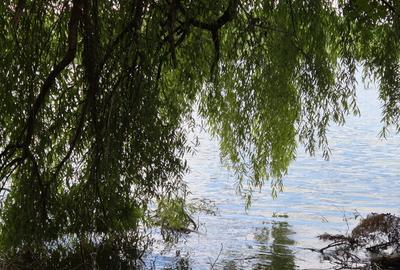 Vilă 7 camere de vânzare – Dârvari, Fundulea, Liniste I Natură I Lac - 7
