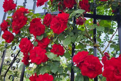 VANZARE TEREN CU VEDERE LAC CORBEANCA PRET NEGOCIABIL - 1