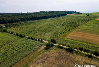 Teren nucifer cu plantatie de aluni, sat Frata, jud. Cluj - 6