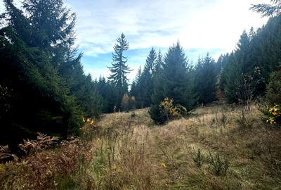 Vanzare 5,3 ha pasune deasupra Voronetului Suceava - Proiect Turistic - 26