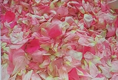 TEREN CU PLANTAȚIE DE TRANDAFIRI ,,ROSA DAMASCENA,\ \CARANSEBEȘ\JUD.CS - 14