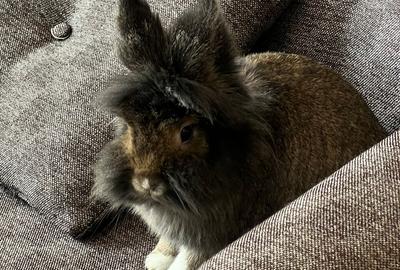 Apartament cu 2 camere semidecomandat în Calea Victoriei