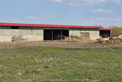 Fermă Zootehnică de Vânzare 6 Ha | Vaci și Oi | Grajd si Saivane | Calugareni | - 10