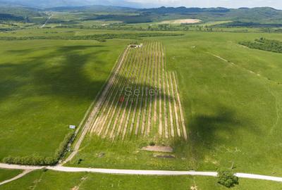 PROPRIETATE CU LIVADA MATURA DE NUCI SI POTENTIAL INVESTITIONAL - 109