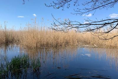Teren 2000 mp de vânzare – Comana, deschidere la lac, aproape de Parcu - 1