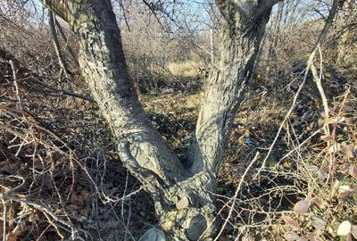 Teren 1500 mp teren Focsani-45 euro/mp - 24