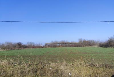 Gradistea/Zona padure - 2