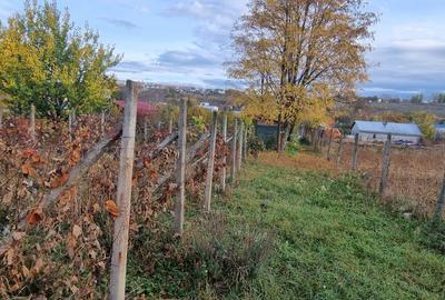 Teren intravilan imprejmuit la intrare in Curtesti - 4