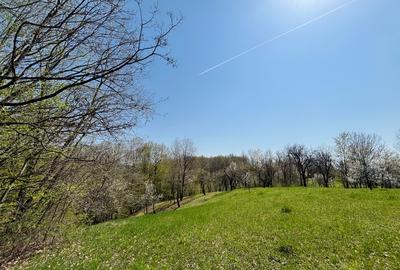 Teren 3.800 mp | Pucioasa, Dâmbovița | Natură, liniște și acces dublu - 4