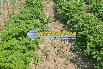 Teren intravilan 1000 mp in Ampoita cu apa si curent in fata - 2