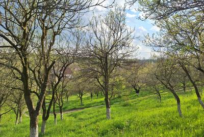 Moșia cu casa în vârf de deal, Scorțeni - Prahova, comision 0% - 17