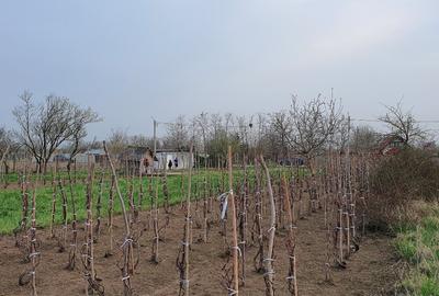 Teren intravilan 2300mp Sarulesti Sat Calarasi - 9