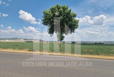 Teren agricol | La sosea | 9100 mp | 40 ml deschidere - 4