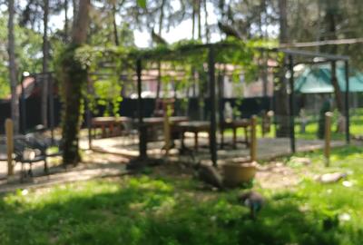 POPASUL CU PAUNI- DE 85, spre  URZICENI, inchiriere restaurant cu terasa - 5