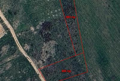 Teren intravilan de vanzare in Sanmartin, zona Beverly Hills, langa padure - 2