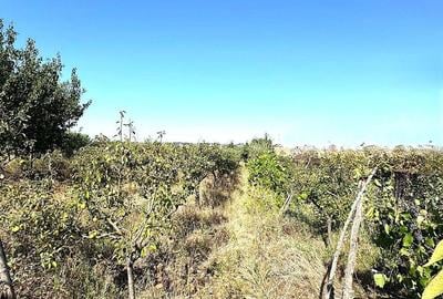 Cabana din lemn+ teren 2000 mp , 105.000 Euro negociabil, zona Metro - 10