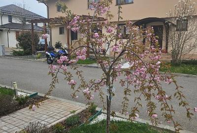 Duplex elegant în Corbeanca – liniște, confort și acces rapid către București - 9
