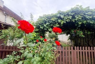 Poveste saseasca la umbra vitei de vie,cu crama,gradina flori,Central,Codlea - 9