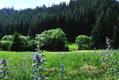 Teren intravilan si padure de brad 34.000 mp Varsag, Harghita - 1