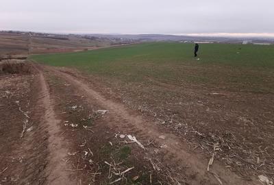 Terenuri in Rachiti - 6