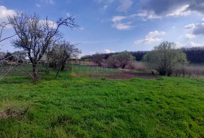 DE VANZARE TEREN 3400 MP IN SAT PODU ILFOVAT / COM BUTURUGENI (GR) - 11