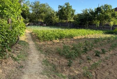 Teren Intravilan în Bâlteni – Oază de liniște și natură, aproape de centru - 3