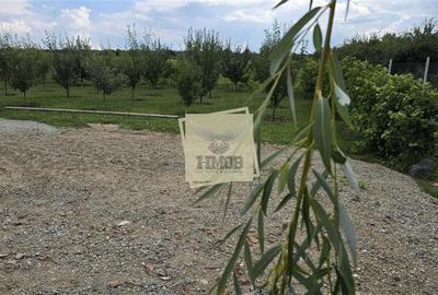 Teren intravilan 666 mp | Daia – Rosia | 2 deschideri | livada + vie - 1