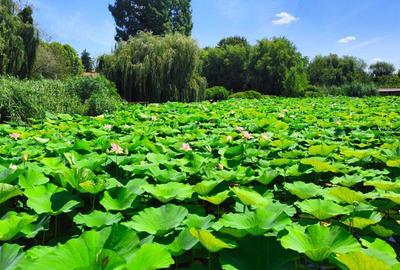 Vilă spațioasă de închiriat – Snagov, acces lac - 1