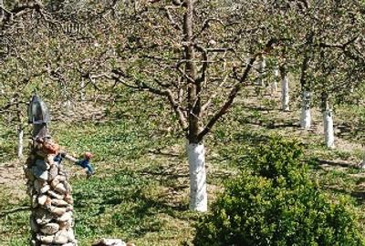 Casă cu teren de vânzare - 10
