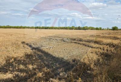 Teren 5000 mp deschidere Sos. Silistea Ciolpani - 4