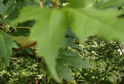 Eforie Nord teren intravilan - 1