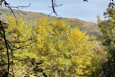 Teren retras panoramic cu panta lina, utilități si copaci mari - 8