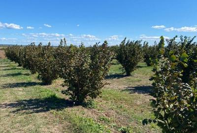 Vanzare plantatie pomicola ALUN pe rod 10,8 HA, hala productie, utilaje - 2
