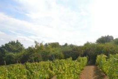 Teren, 3.000 mp ALBA, AIUD - 4