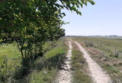 OCAZIE; teren MAHMUDIA 12euro/m.p. Suprafata 5000 m.p. Deschidere la Dunare 48m - 9