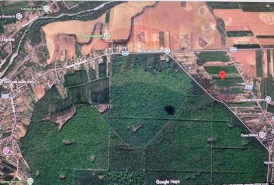 Teren 704 mp Silistea Snagovului vecinatate Padurea Snagov - 4