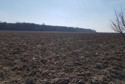 Teren intravilan 30.000 mp Racari,Ghimpați-Ideal dezvoltare rezidențială / mixta - 2