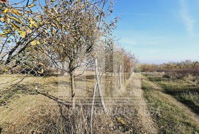 Teren Construcții intravilan de 700 mp, în Cetate