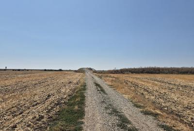 Teren intravilan 4428 mp - Balotesti - 4