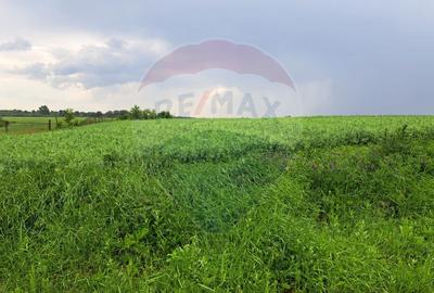 Teren Ciolpani 15.000 mp oportunitate posibilitate lotizare 5000 mp - 9