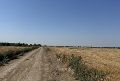 Teren 10.000 mp - Dragomiresti Vale, Ilfov - 3