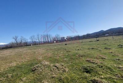 TEREN CU PLANTAȚIE DE TRANDAFIRI ,,ROSA DAMASCENA,\ \CARANSEBEȘ\JUD.CS - 4